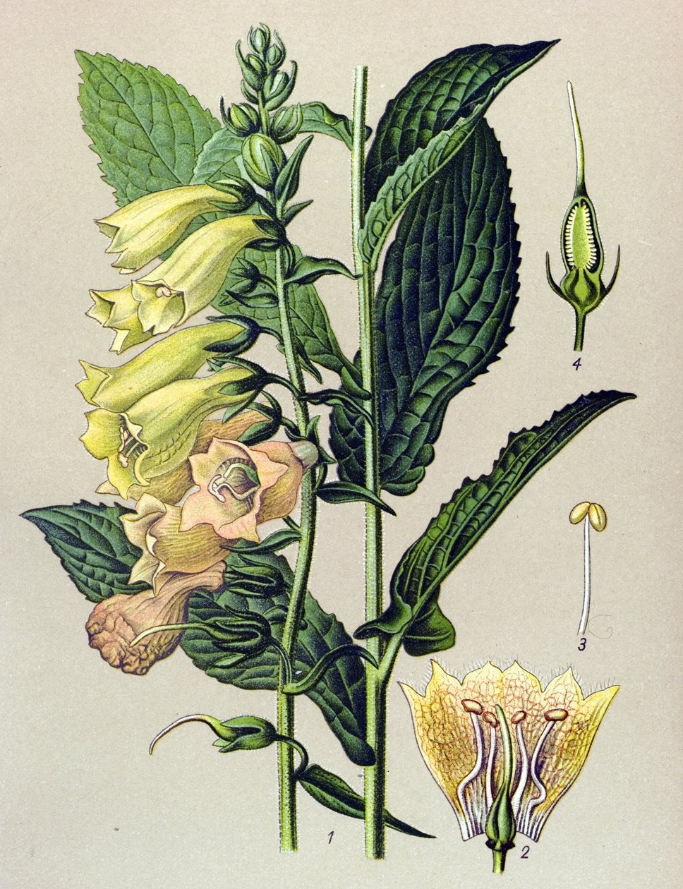 植物ボード、植物: 大輪のデジタル (Digitalis grandiflora) 作： 無名の画家
