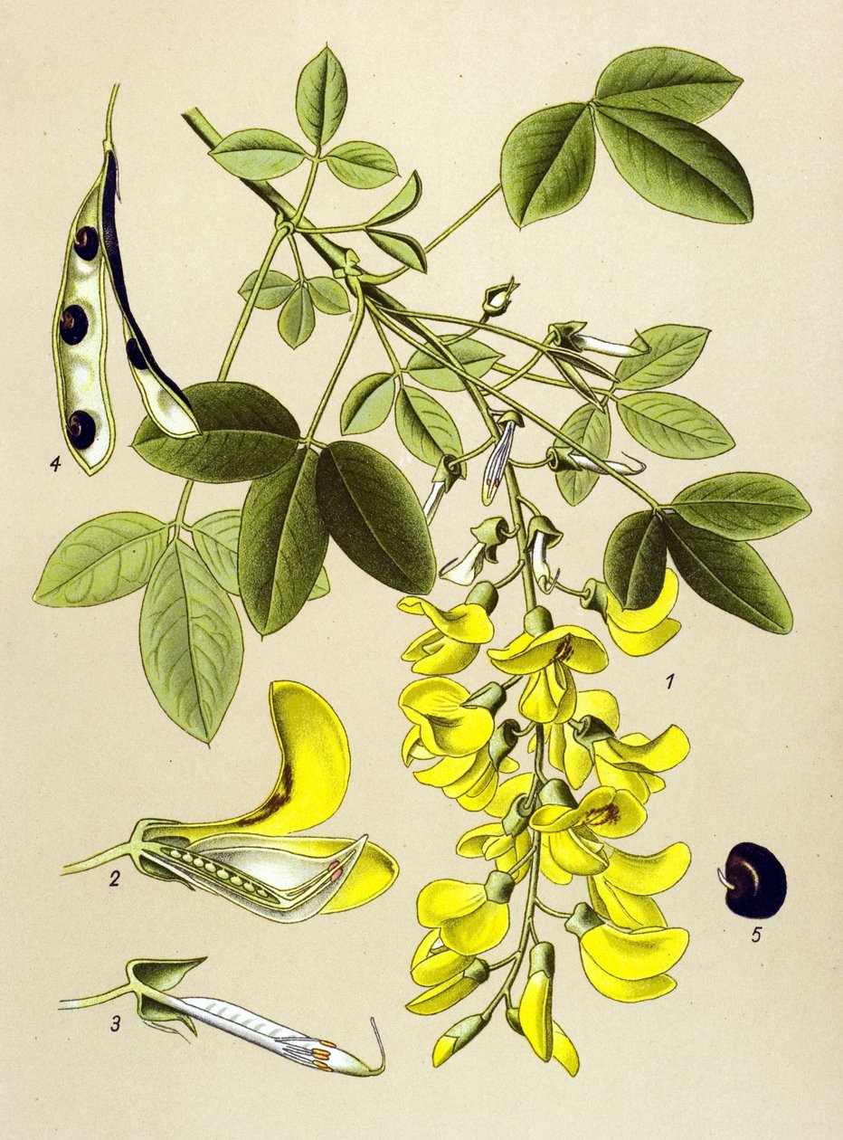 植物ボード、植物: Common cytitis または False ebony (Cytisus Laburnum) 作： 無名の画家
