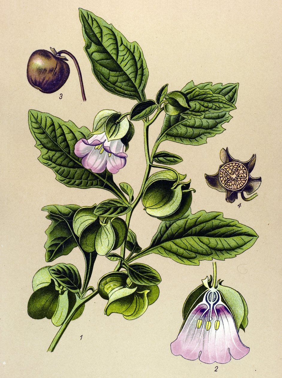 植物ボード、植物: ペルー梨またはペルーリンゴ (Nicandra physaloides) 作： 無名の画家