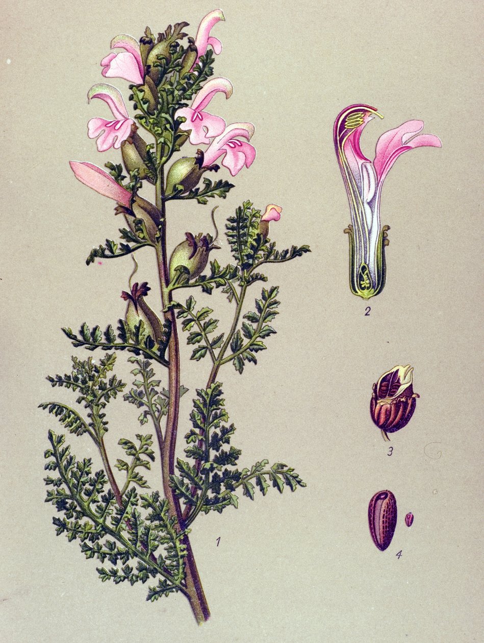 植物ボード、植物: 沼の茎 (Pedicularis palustris) 作： 無名の画家