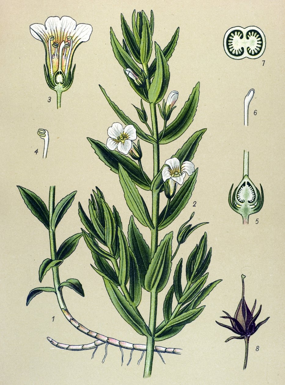 植物ボード、植物: gratiole officinale (Gratiola officinalis) 作： 無名の画家