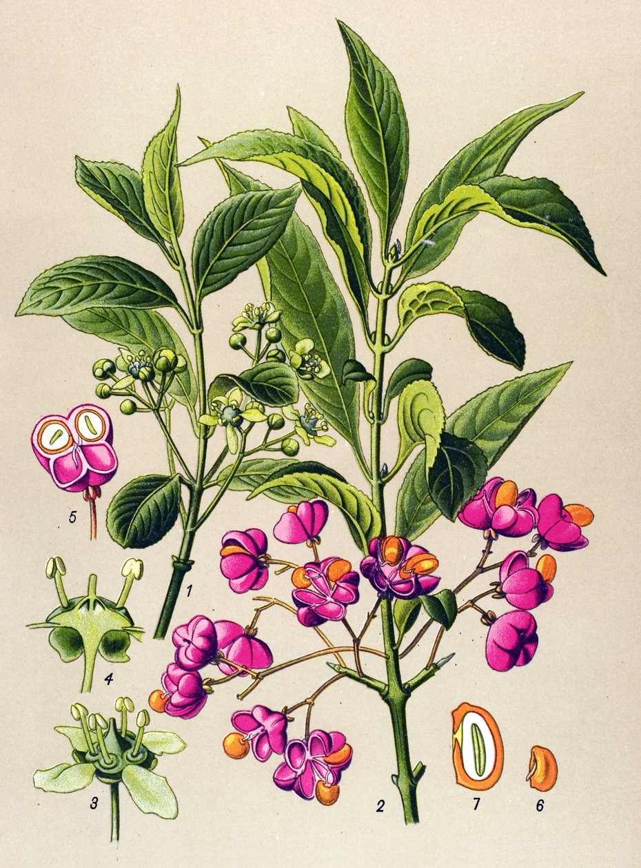 植物板、有毒植物：ヨーロッパ炭（Euonymus europaeus） 作： 無名の画家