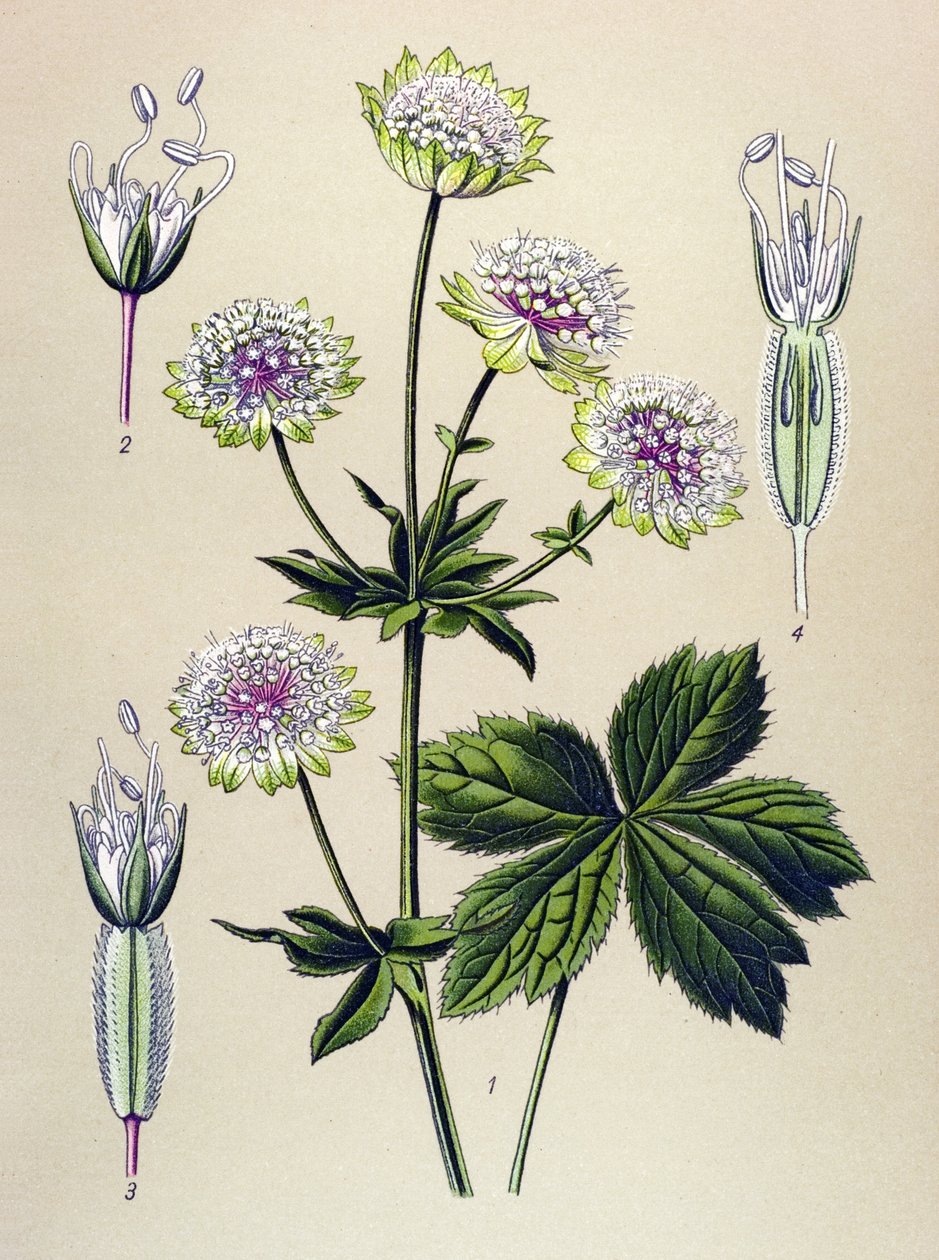 植物ボード、静脈（有毒）および薬用植物：大きなアストランス（Astrantia major） 作： 無名の画家