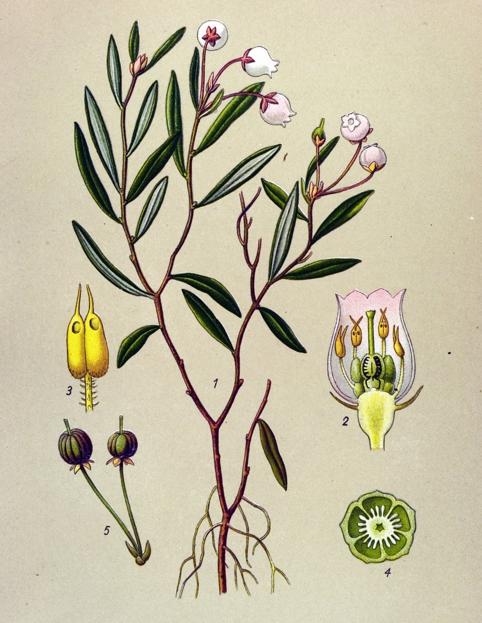 植物板、有毒植物（有毒）：アンドロメダにはポロニウムの葉があります（Andromeda polifolia） 作： 無名の画家