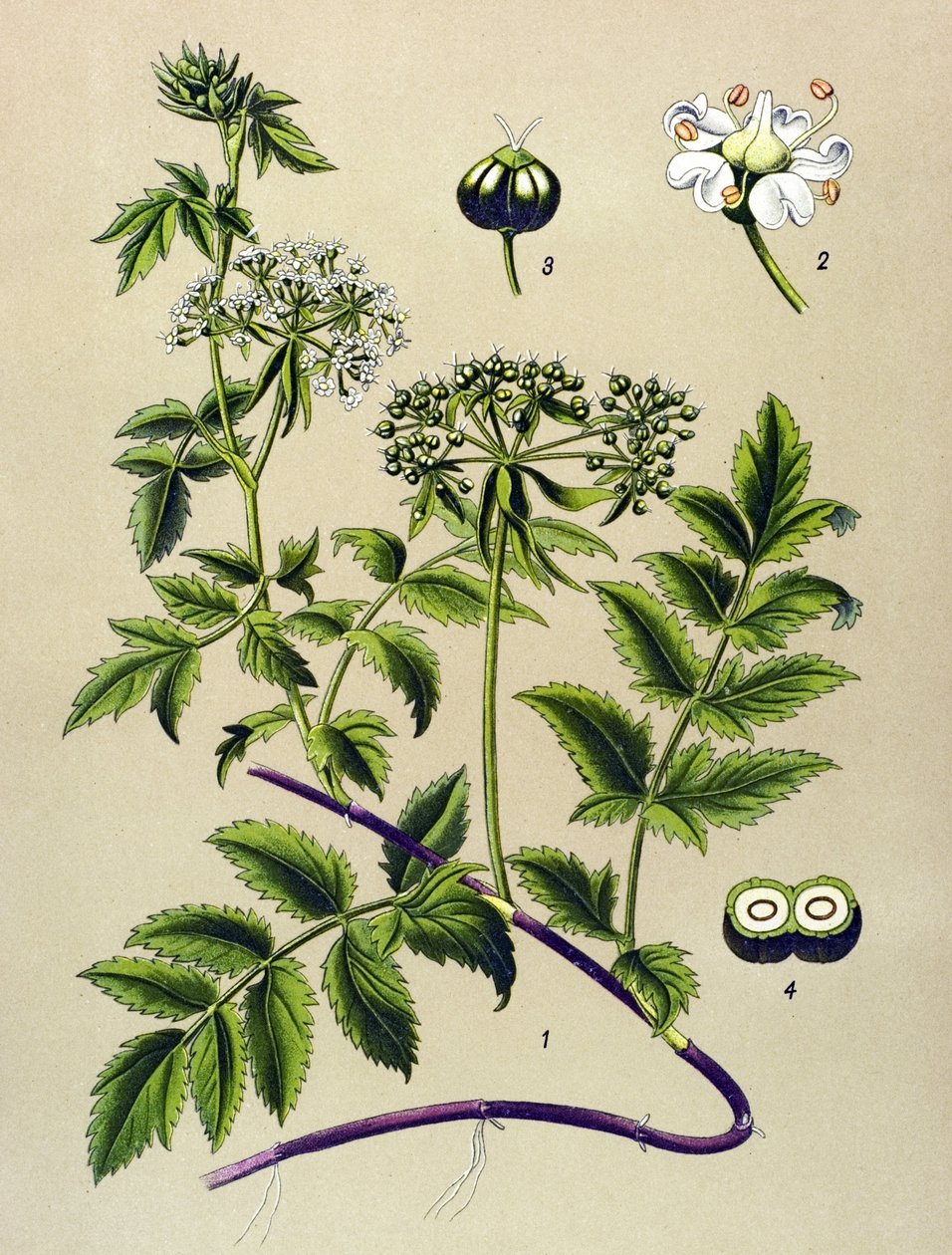 植物ボード、静脈草（有毒）：Berle（Berula angustifolia） 作： 無名の画家