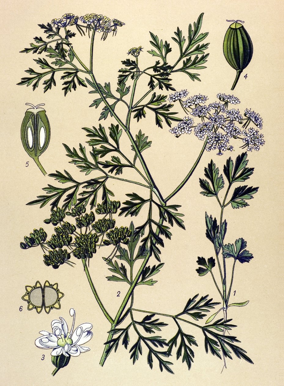 植物ボード、静脈草（有毒）：イヌパセリまたはフェイクパセリ（Aethusa cynapium） 作： 無名の画家