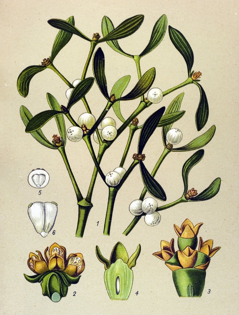 植物板、静脈草（有毒）： ヤドリギ（Viscumalbum） 作： 無名の画家
