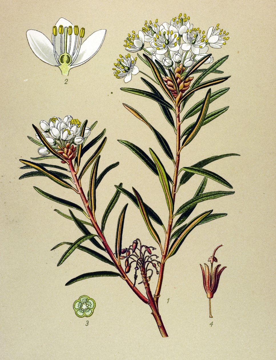 植物ボード、静脈草（有毒）：マーシュ・レドン（Ledum palustre） 作： 無名の画家