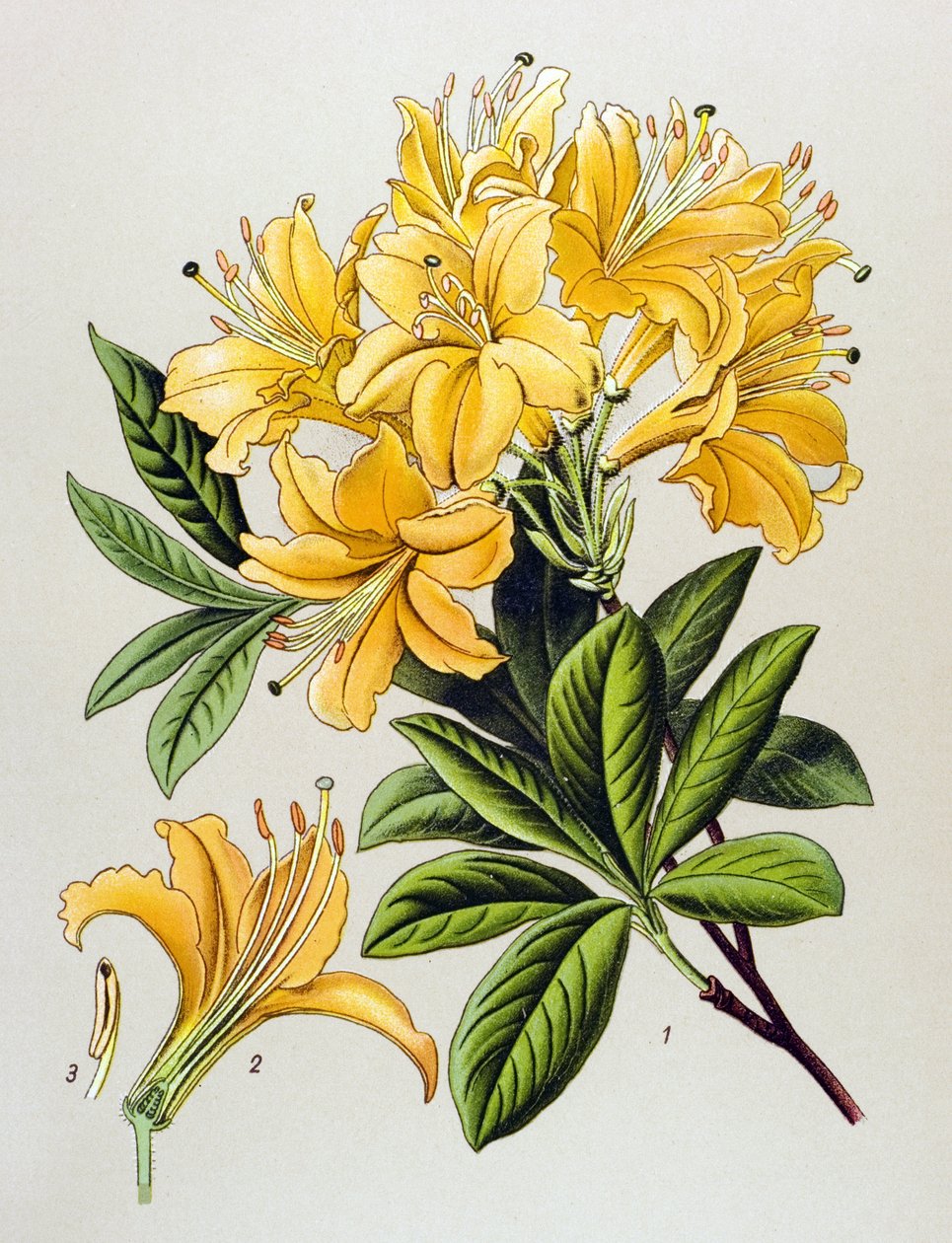 植物板、静脈草（有毒）：イエローツツジ（Rhododendron luteum） 作： 無名の画家