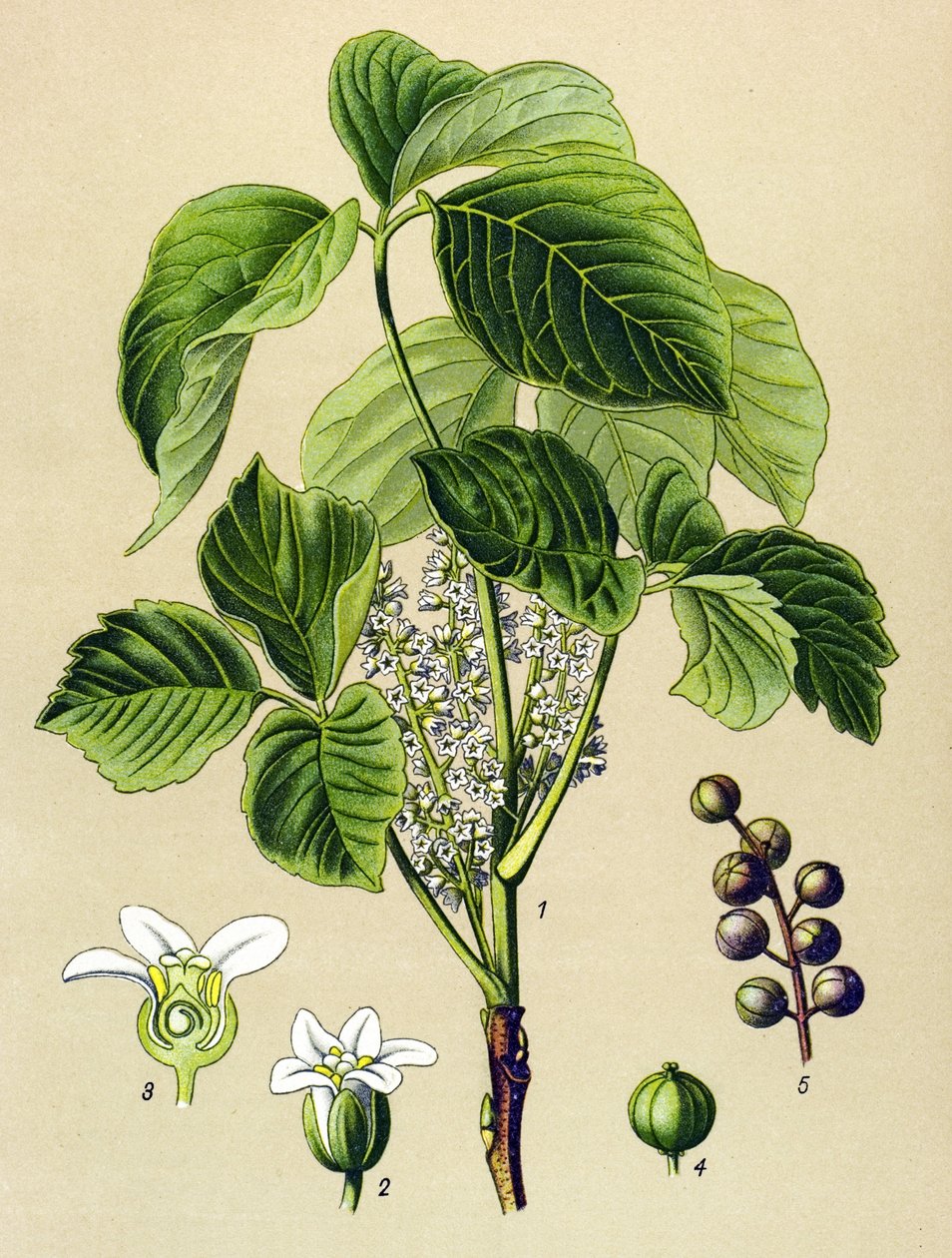 植物板、静脈草（有毒）：つるウルシ（Rhus toxicodendron） 作： 無名の画家