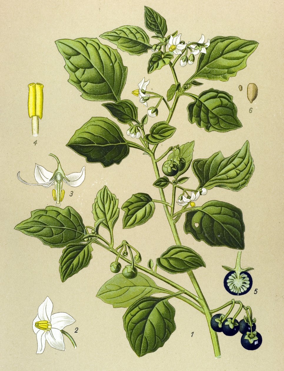 植物図譜、有毒植物：イヌホオズキ（Solanum nigrum）