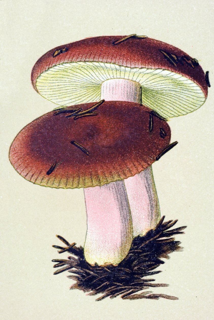 有毒菌 (venenous) を持つ植物板: 吐き気の russule (Russula emetica) 作： 無名の画家