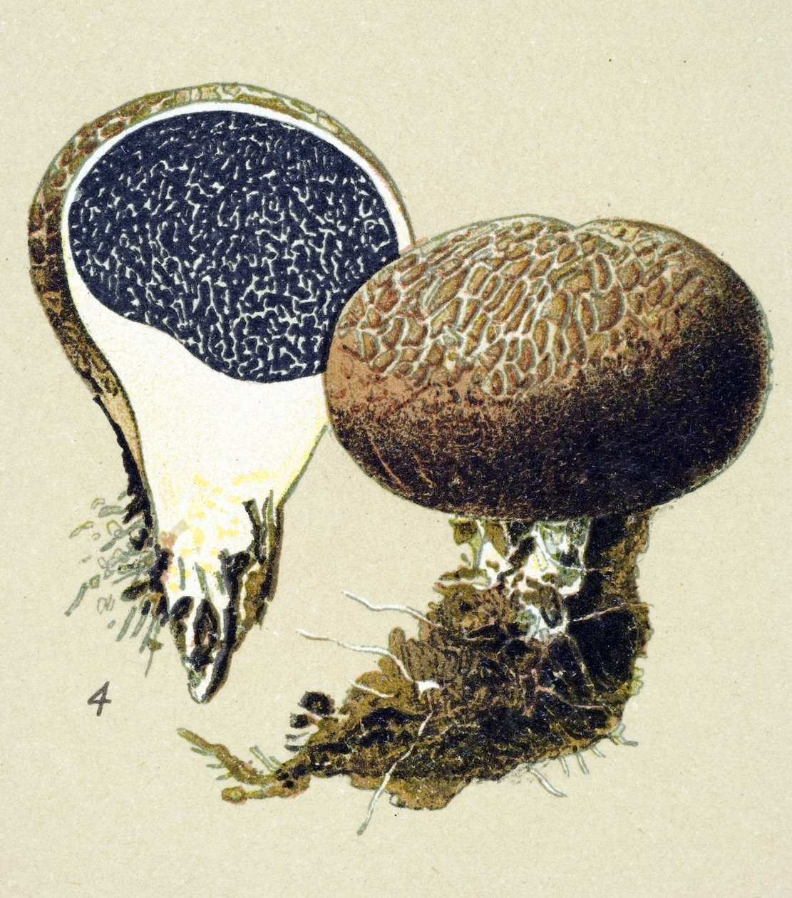 有毒菌（静脈性）を持つ植物板：尋常性強皮症（Scleroderma vulgare） 作： 無名の画家