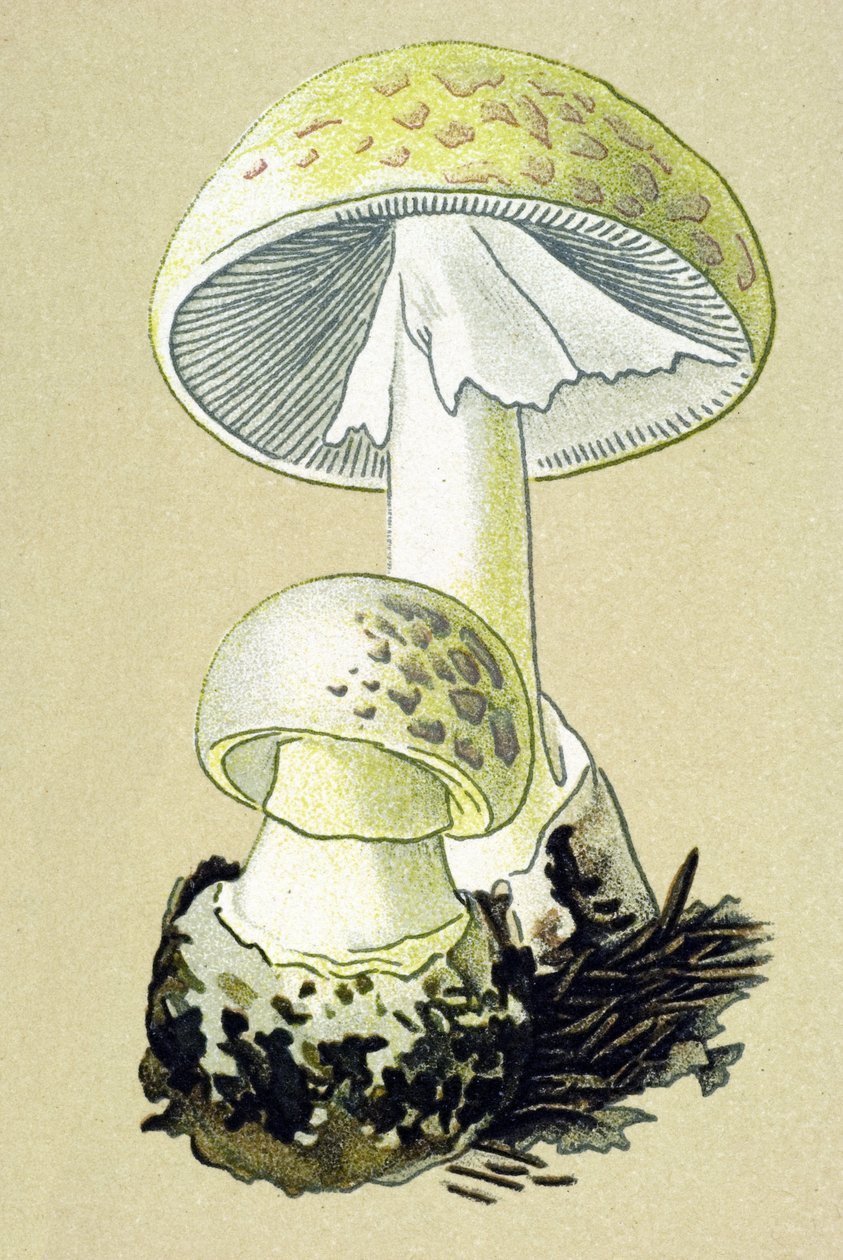 有毒菌（静脈）を持つ植物板：ファロイドアマナイト（Amanita phalloides） 作： 無名の画家