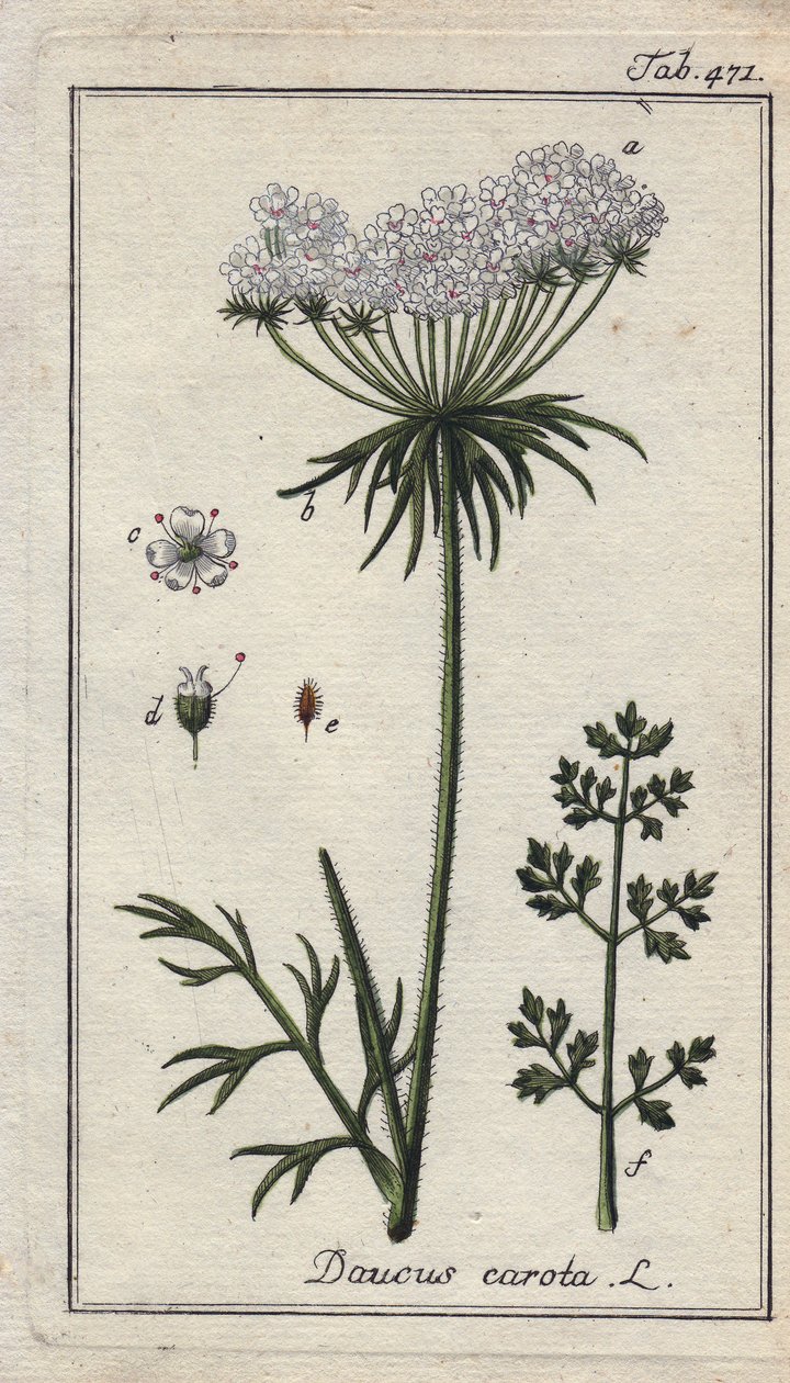 ニンジンの花と葉。ドイツ、ヨハネス・ゾーンの "Icons plantarum medicinalium "より、B.タナーのデッサンによる手彩色銅版画。 作： 無名の画家