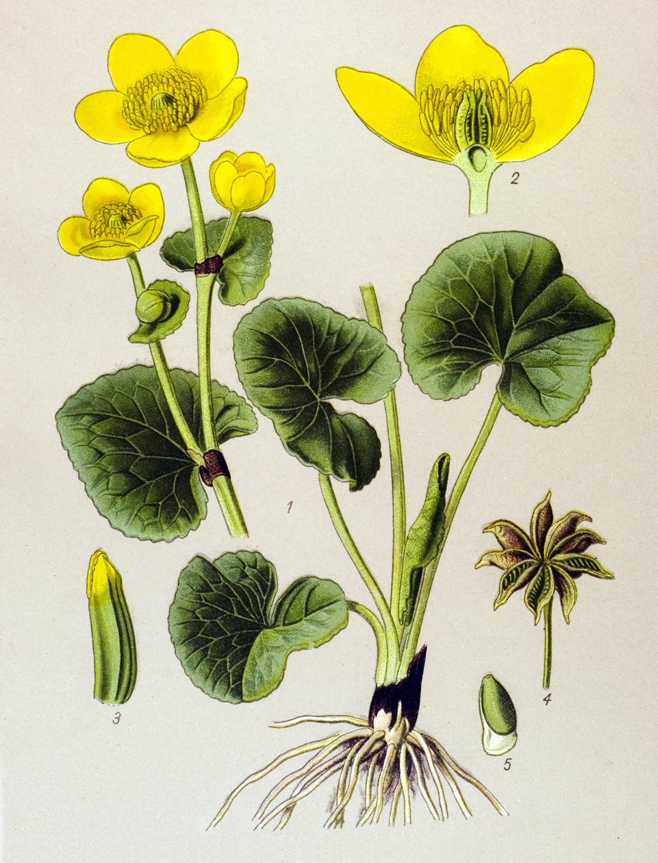 植物の板。 有毒植物: 沼地の個体群 (Caltha palustris) 作： 無名の画家