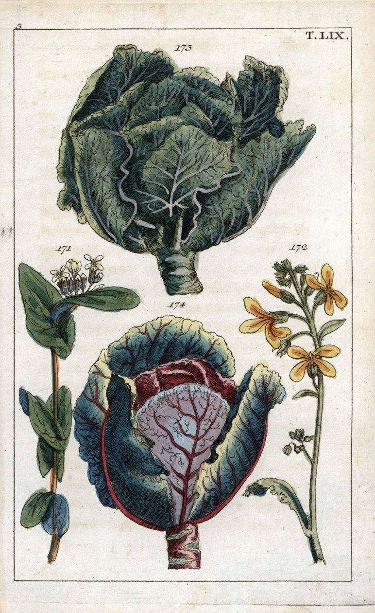 植物学：キャベツ、Brassica oleracea capitata、花172と葉の頭173、赤キャベツ、Brassica oleracea rubra 作： 無名の画家