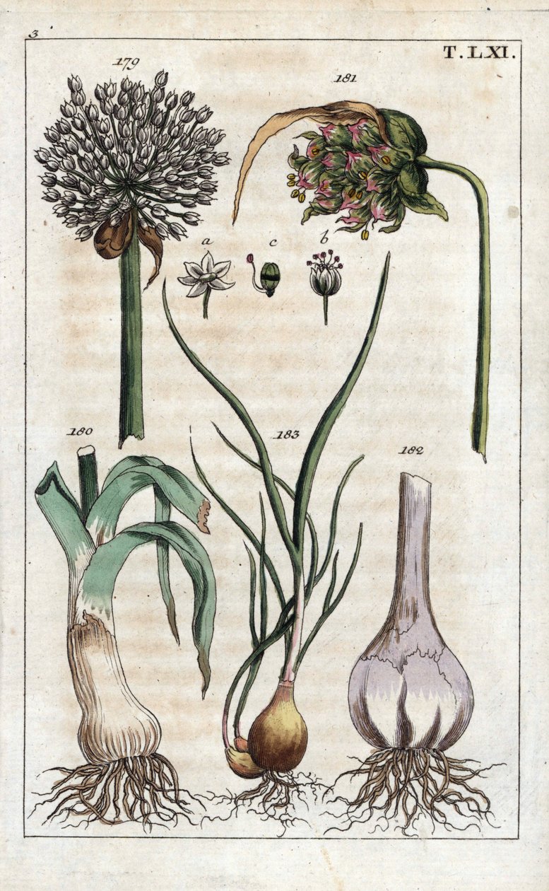 植物学：ネギ、ニンニク、エシャロット - ネギ（Allium pollum 179）、ニンニクの花（Allium sativum 181）、ニンニクの球根（Allium bulb 182）、エシャロット（Allium cepa var. aggregatum, ascalonicum 作： 無名の画家