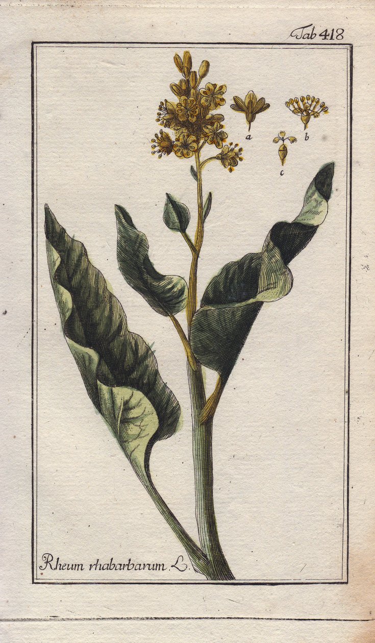 植物学：ルバーブの葉 - ルバーブの葉、Rheum rhabarbarum。ドイツ、ヨハネス・ゾーンの "Icons plantarum medicinalium "より、B.タナーのデッサンによる手彩色銅版画。 作： 無名の画家