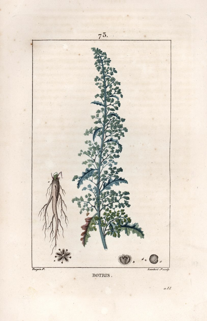 Botris (Chenopodium botrys) - ピエール・ジャン・フランソワ・トゥルパン(1775-1840)のデッサンに基づくランベール・フィルスのエングレーヴィング。 作： 無名の画家