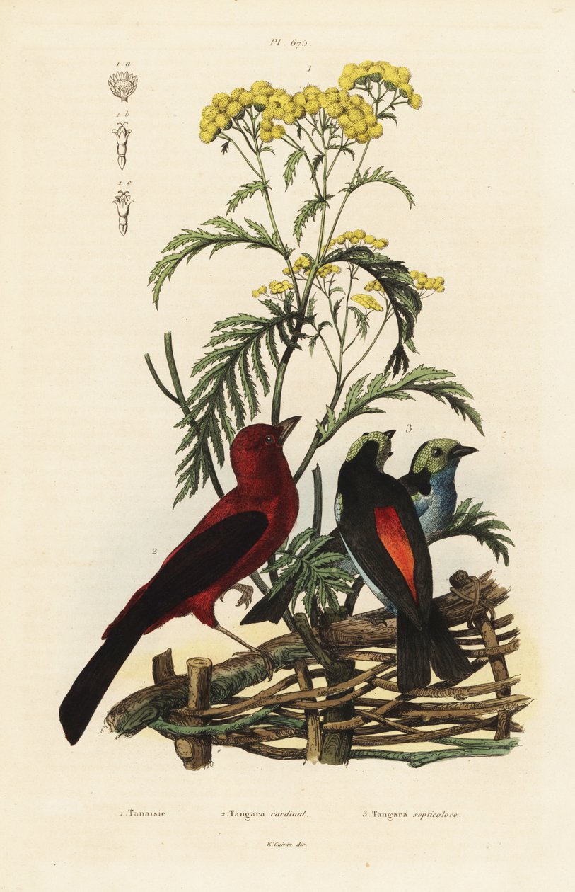 ブラジリアンタンガー（Ramphocelus bresilius）、パラダイスタンガー（Tangara chilensis）。 作： 不明