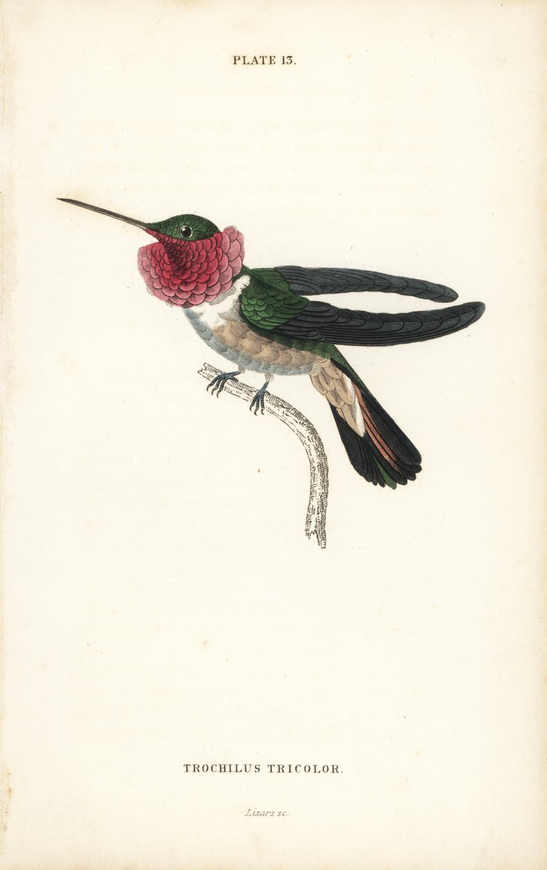 ブロードテールハチドリ、Selasphorus platycercus（三色ハチドリ、Trochilus tricolor）。Sir William Jardine