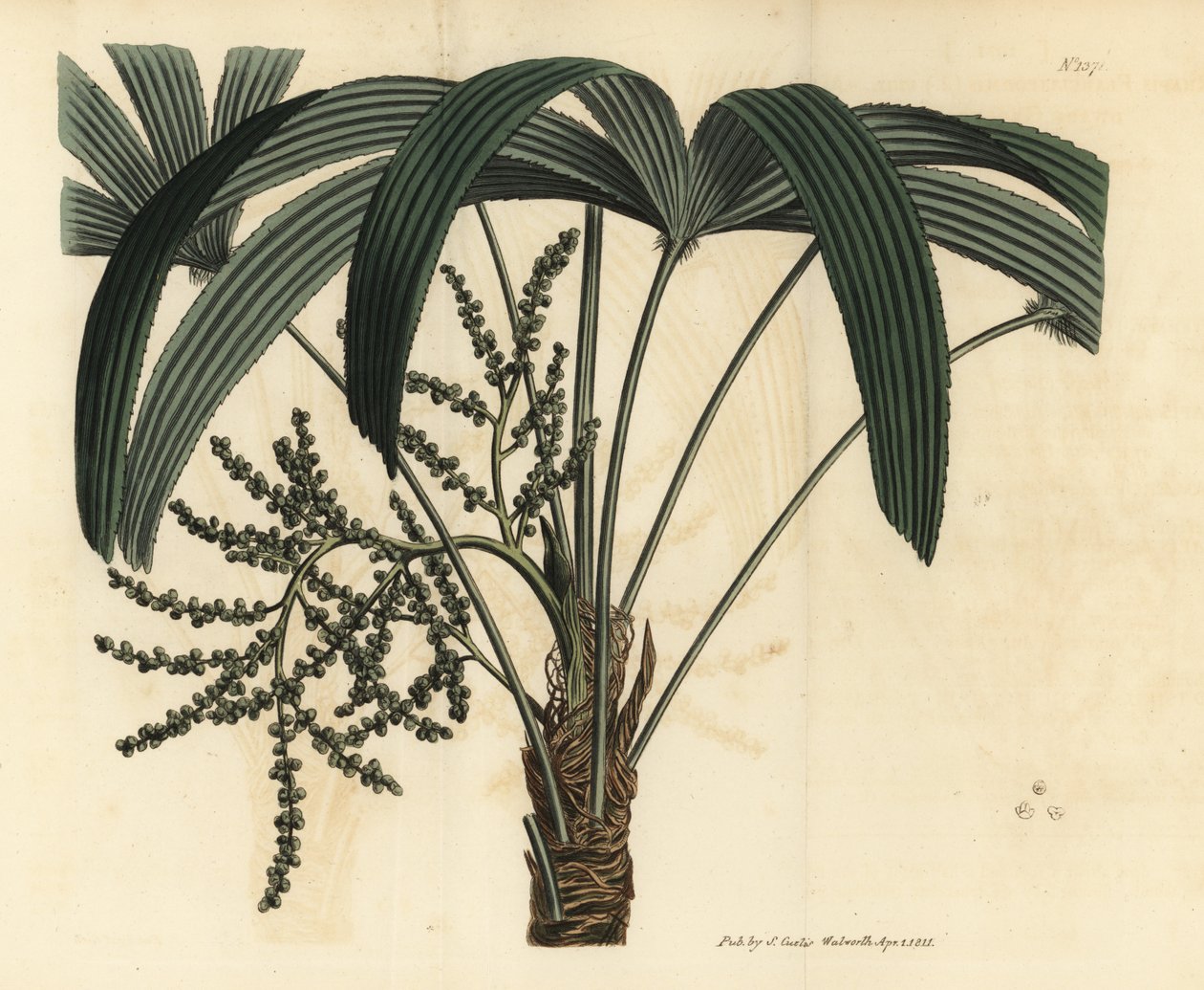 Broadleaf lady palm, Rhapis excelsa (Male dwarf ground ratan, Rhapis flabelliformis mas) 作： 不明