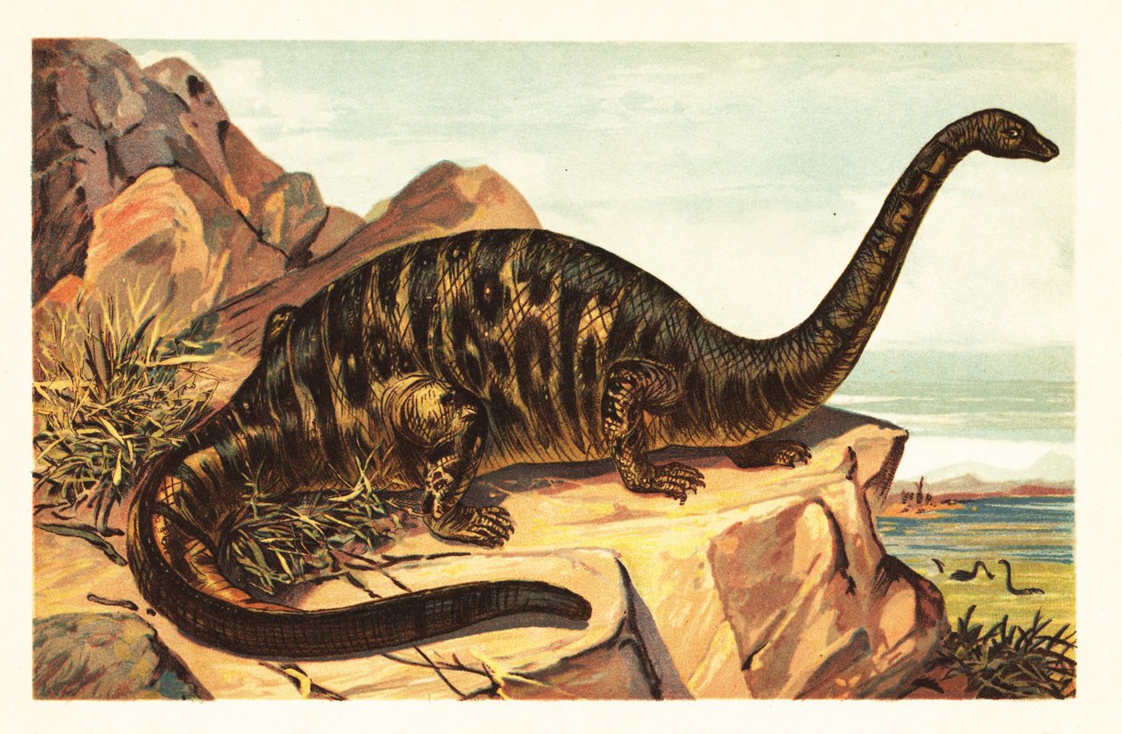 ブロントサウルス エクセルスス、巨大な四足動物の絶滅種 sau1908 (リトグラフ) 作： 無名の画家