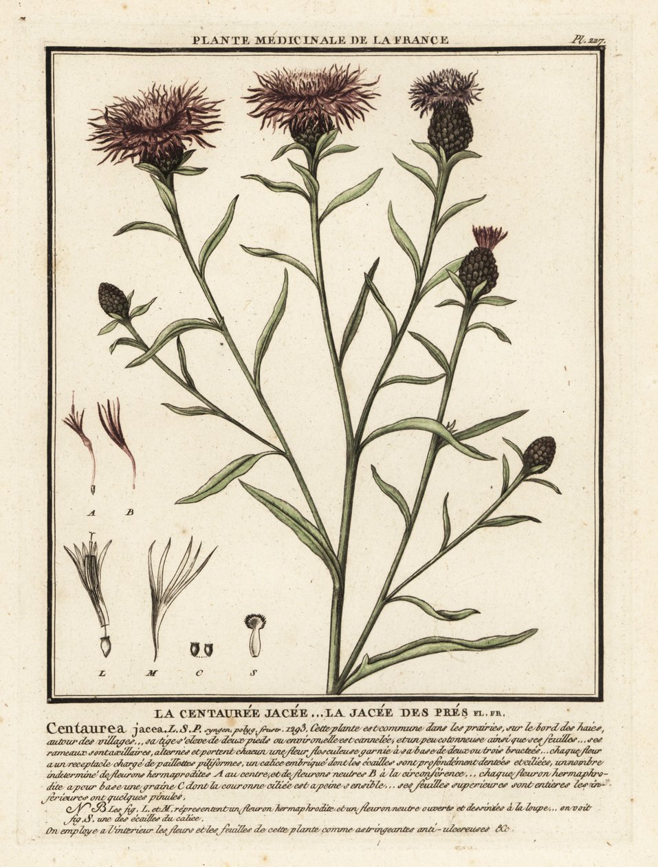 茶色のヤグルマギク、Centaurea jacea。 作： 無名の画家