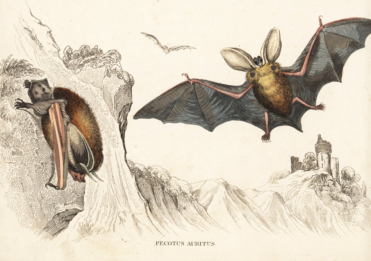 ヒガシオオミミコウモリまたはコモンオオミミコウモリ。Georg Friedrich Treitschke