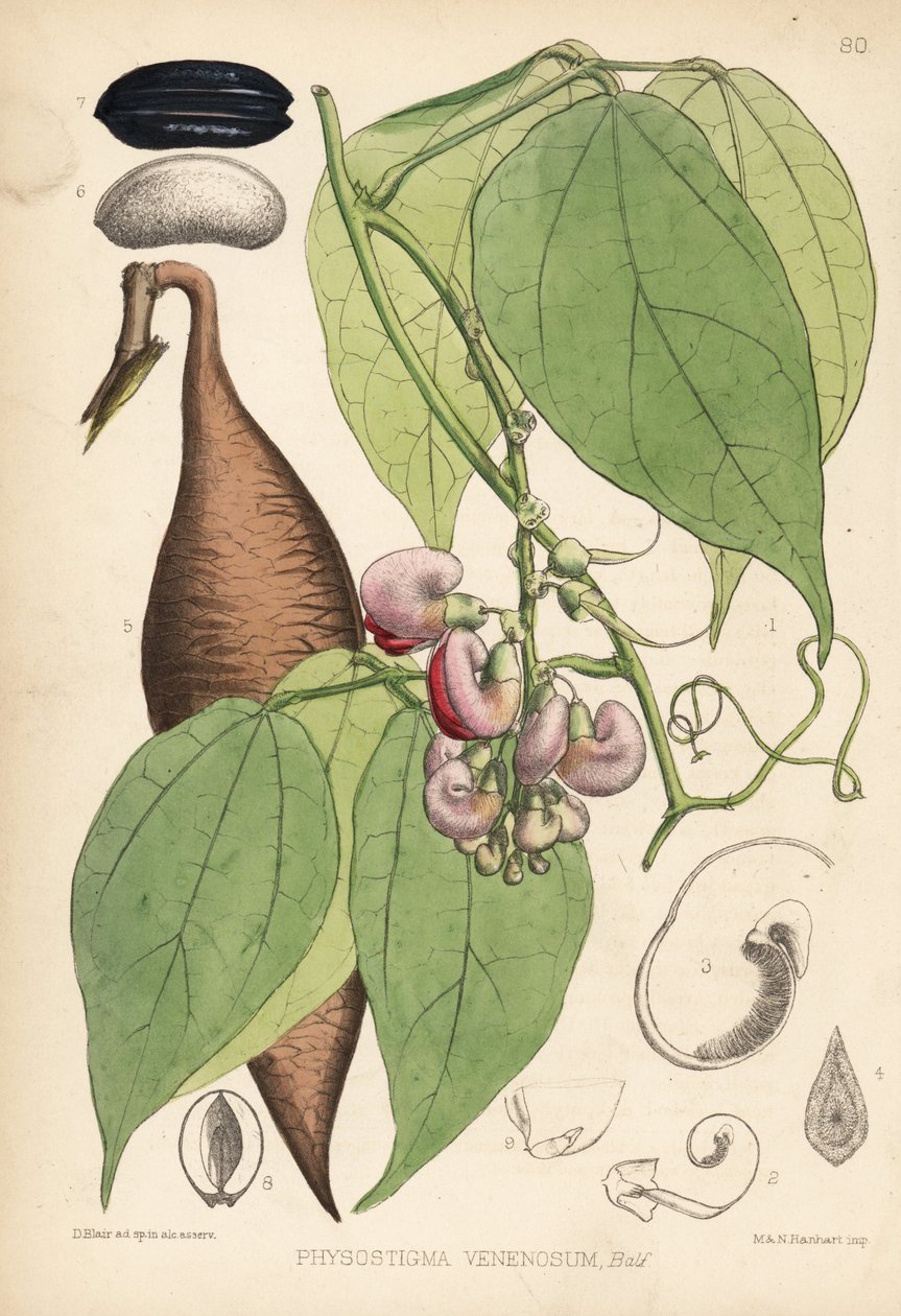 カラバル・ビーンまたはオデール・ビーン。Physostigma venenosum。ロバート・ベントレーとヘンリー・トリメンの『Medicinal Plants』（ロンドン）所収のデビッド・ブレアの植物図版に、ハンハートによる手彩色リトグラフ。 作： 無名の画家