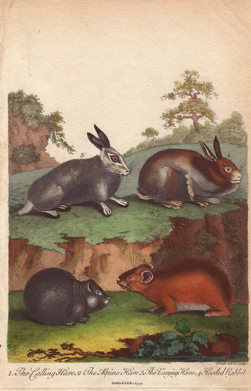 呼びウサギ、高山ウサギ、変化ウサギ、頭巾ウサギ Oryctolagus cuniculus, Lepus capensis, Lepus timidus 作： 無名の画家
