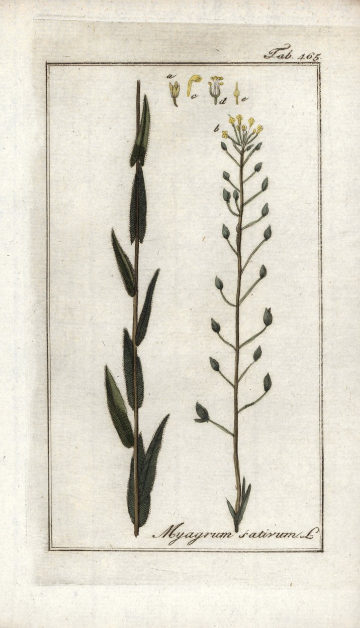 ドイツ産のカメリンまたは亜麻バサードまたはゴマ（Camelina sativa）。オランダ、ヨハネス・ゾーン（1739-1799）作 "Afbeelding der Artseny-Gewassen "のリトグラフ。 作： 無名の画家