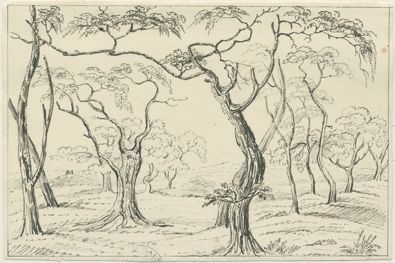 Cannock Chase：ペンと鉛筆の描画、nd [？19セント] 作： 不明