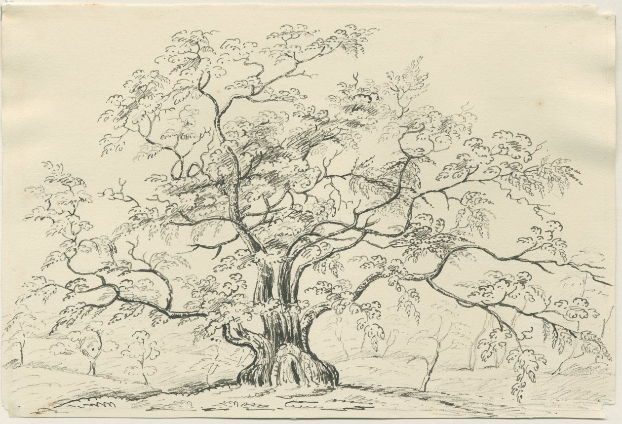 Cannock Chase：ペンと鉛筆の描画、nd [？19セント] 作： 不明