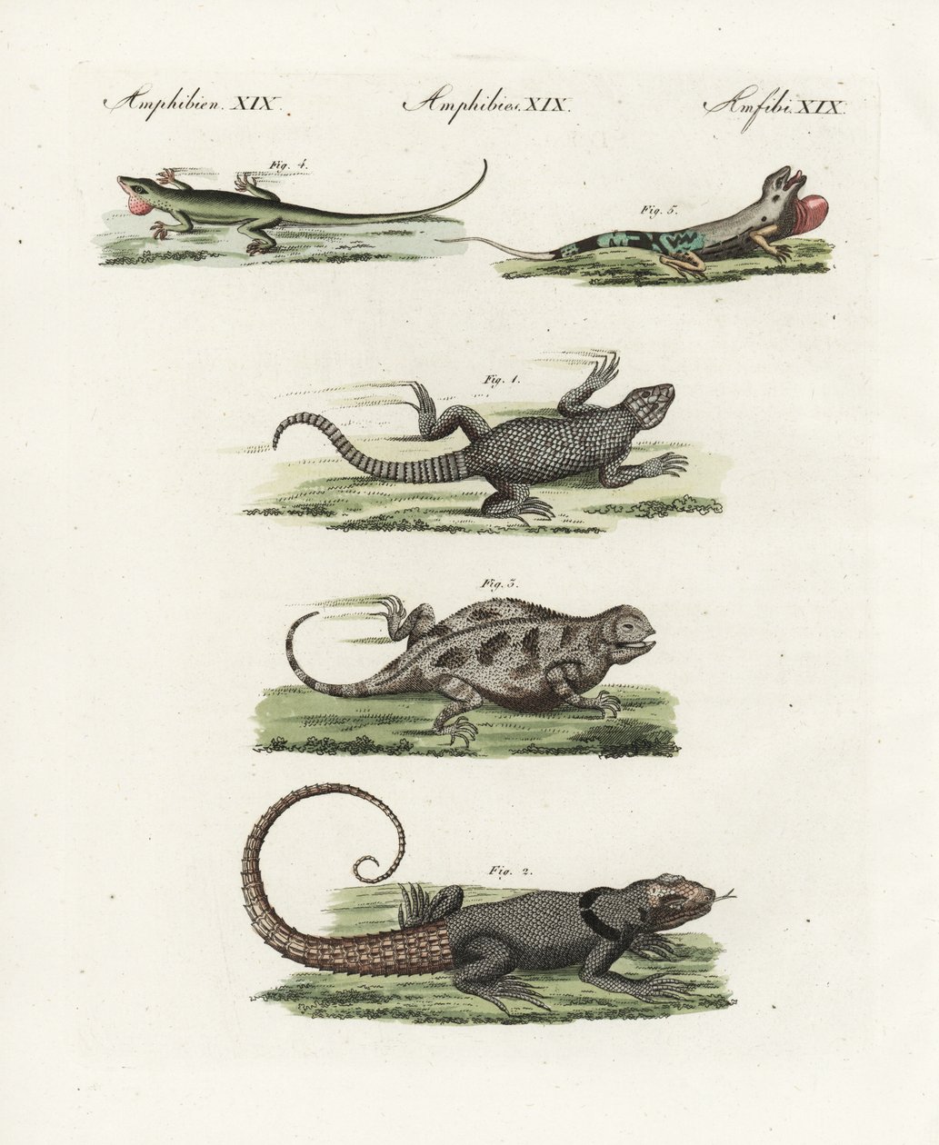 マダガスカルアマツバメ（Madagascar lezard）Oplurus cuvieri 2、ヤマカガシトカゲ（lezard a horn）Phrynosoma orbiculare 3、ジャマイカアノール（Jamaique lezard）Anolis garmani 4、グリーンアノール（Green ano 作： 無名の画家