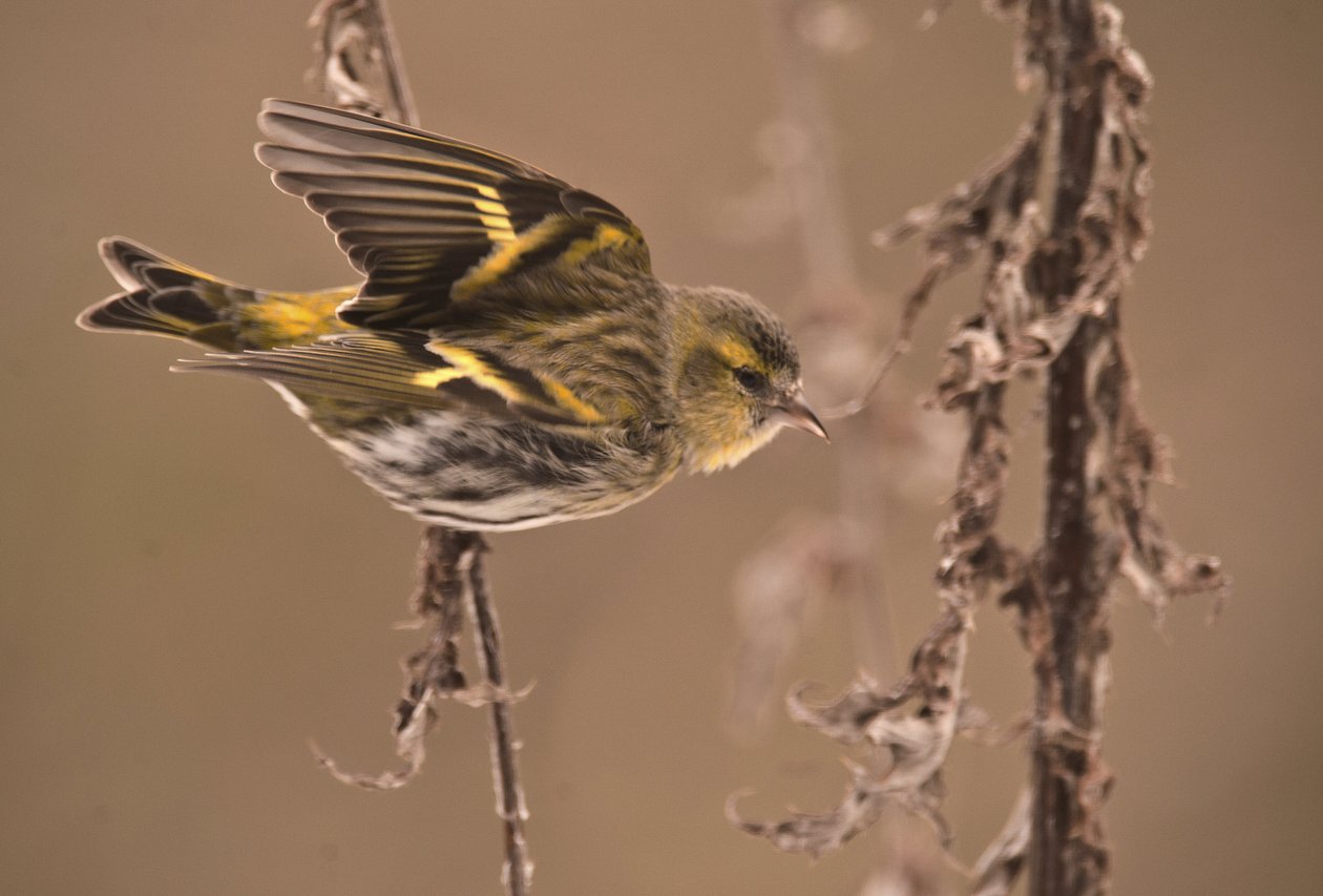 Carduelis spinus/Alder Tarin/Eurasian Siskin 作： 無名の画家