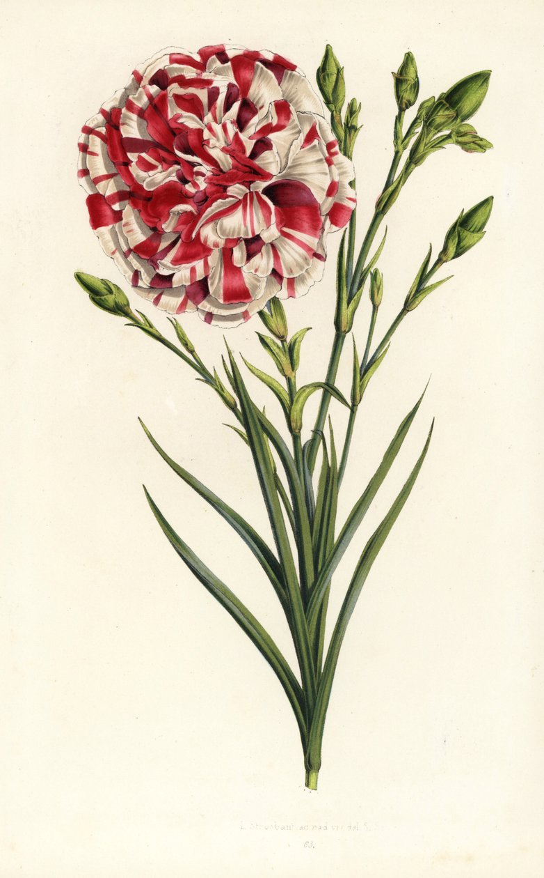 カーネーションの雑種、ルイ・ナポレオン、ダイアンサス・カリオフィルス。Louis van HoutteとCharles Lemaireの「Flowers of the Gardens and Hothouses of Europe, Flore des Serres et des Jardins de l