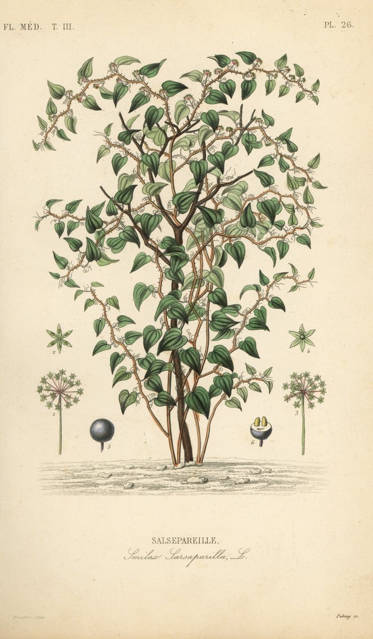 Cat greenbriar or catbriar, Smilax glauca, Smilax sarsaparilla, Salsepareille, Pierre Oscar Reveil, AよりEdouard Maubertの植物図版をもとにDebrayが描いた手彩色のスティールエングレーヴィング。 作： 不明