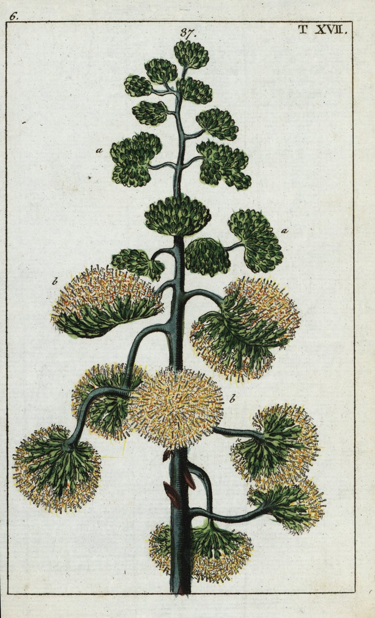 世紀の植物、アガベ アメリカーナ。 作： 無名の画家