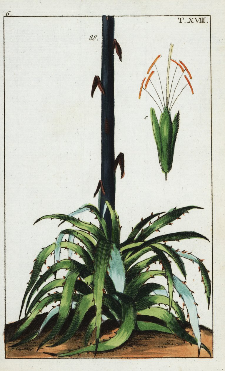 世紀の植物、アガベ アメリカーナ。 作： 無名の画家