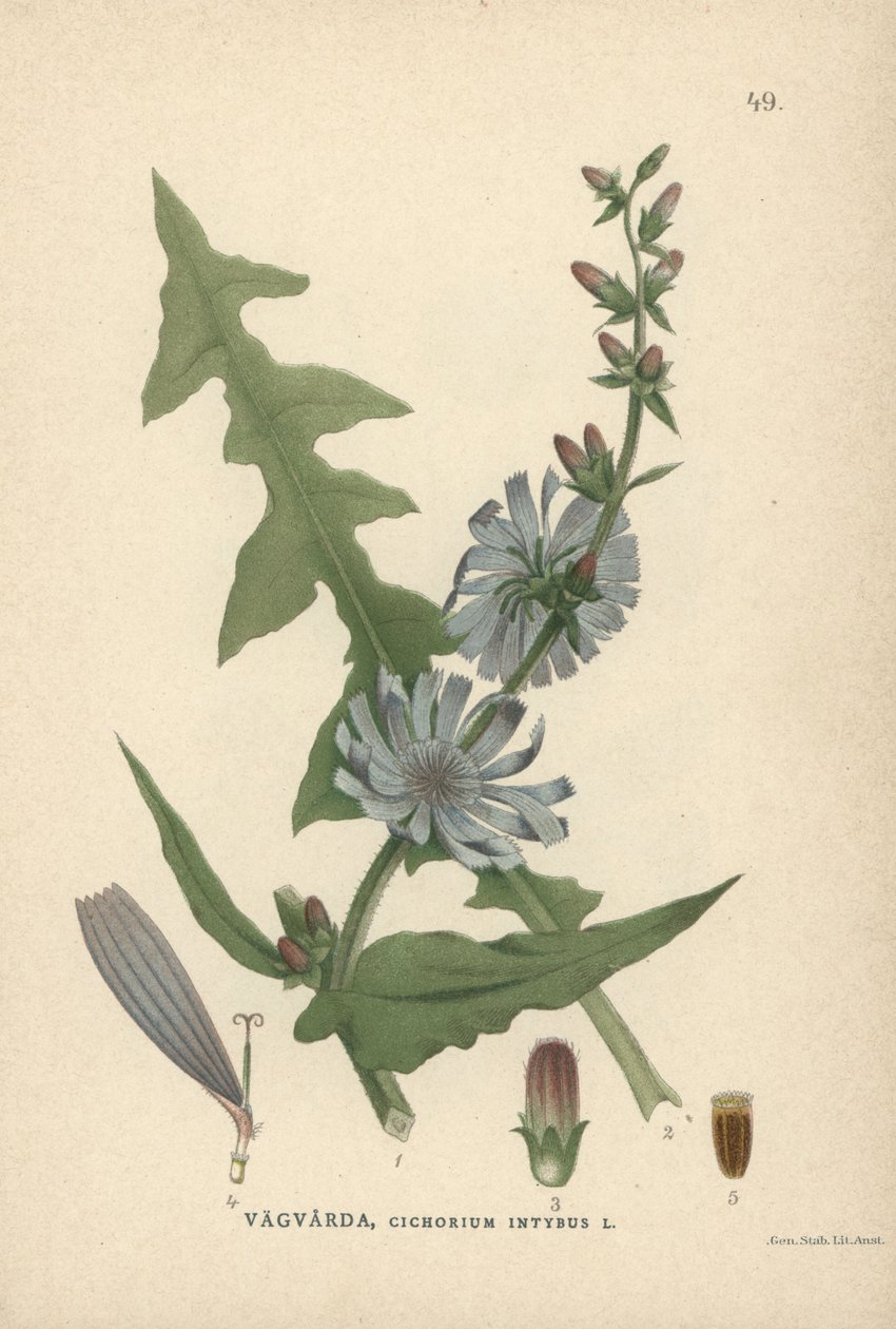 チコリ, Cichorium intybus 作： 無名の画家