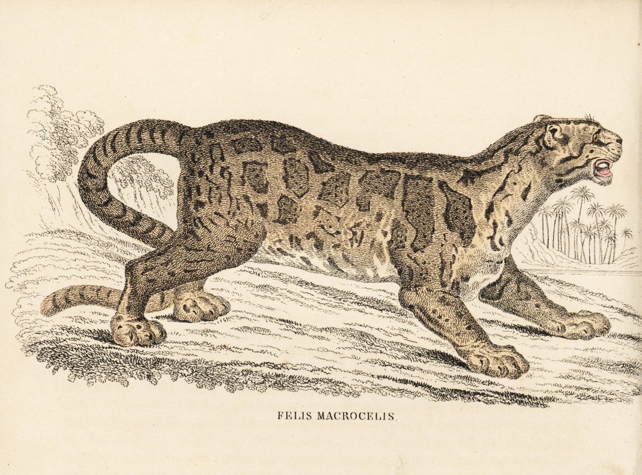 ウンピョウ、Neofelis nebulosa（Felis macrocelis）。傷つきやすい。Georg Friedrich Treitschke