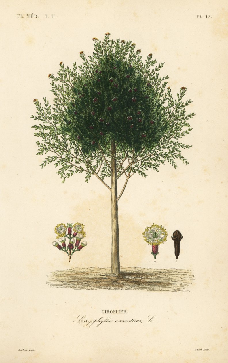 クローブの木、Syzygium aromaticum、Caryophyllus aromaticus、Giroflier 作： 不明