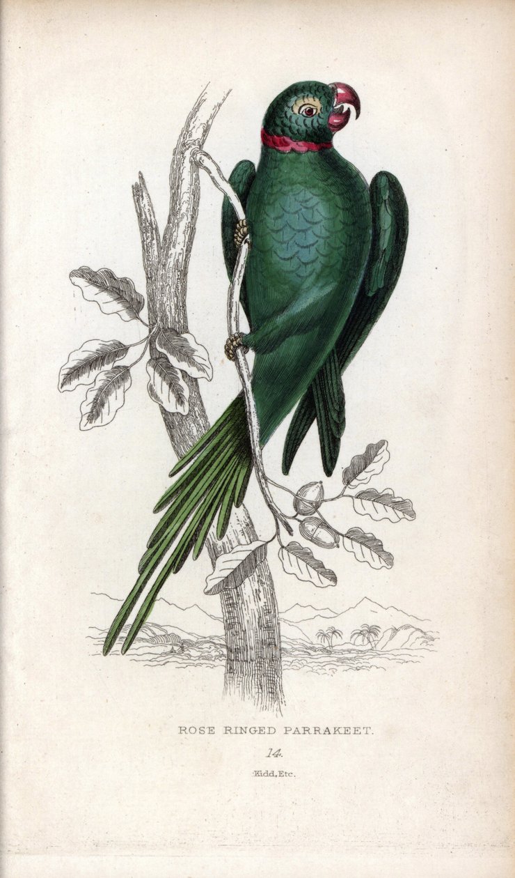 Halsbandsittich, Psittacula krameri. Psittacus torquatus. Lithographie von Joseph Kidd, basierend auf einer Zeichnung von John Audubon, in Miscellany of Natural History: Parrots, Sir Thomas DiK Lauder und Captain Thomas Brown, veröffentlicht in Edinburgh,  von Unbekannter Künstler