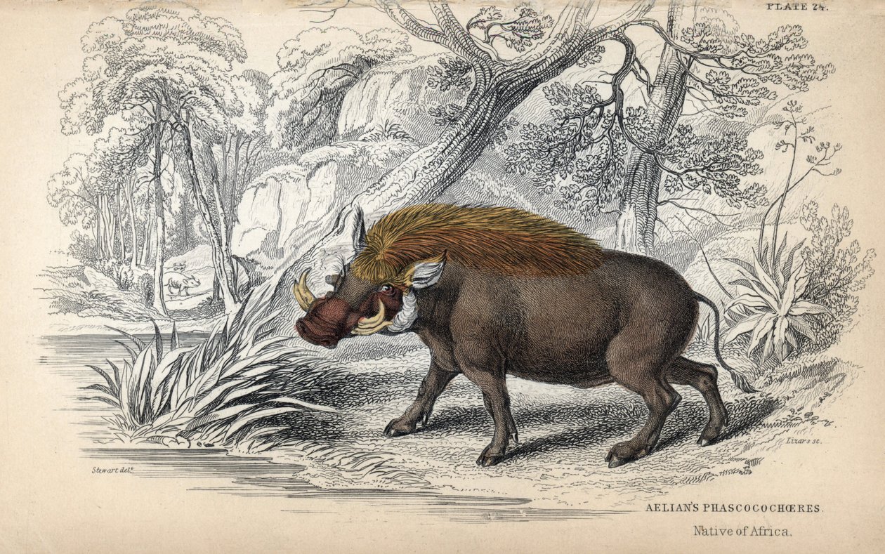コモンアフリカファコチャー（Phaochoerus africanus）。ジェームズ・スチュワートのデッサンを基にしたウィリアム・リザースによる銅版画。W.H.リザース編『Naturalist Library: mammals, pachyderms and quadrupedes with fine skin』に掲載。 作： 無名の画家