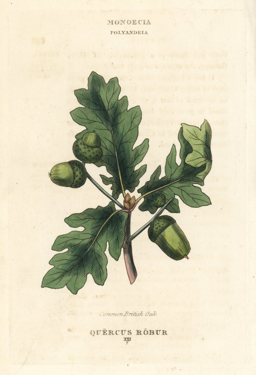 イギリスのコナラの木。リチャード・デュッパの図版をもとにした手彩色銅版画（『The Clours and Orders of the Linnaean System of Botany』Longman, Hurst, Londonより）。 作： 無名の画家