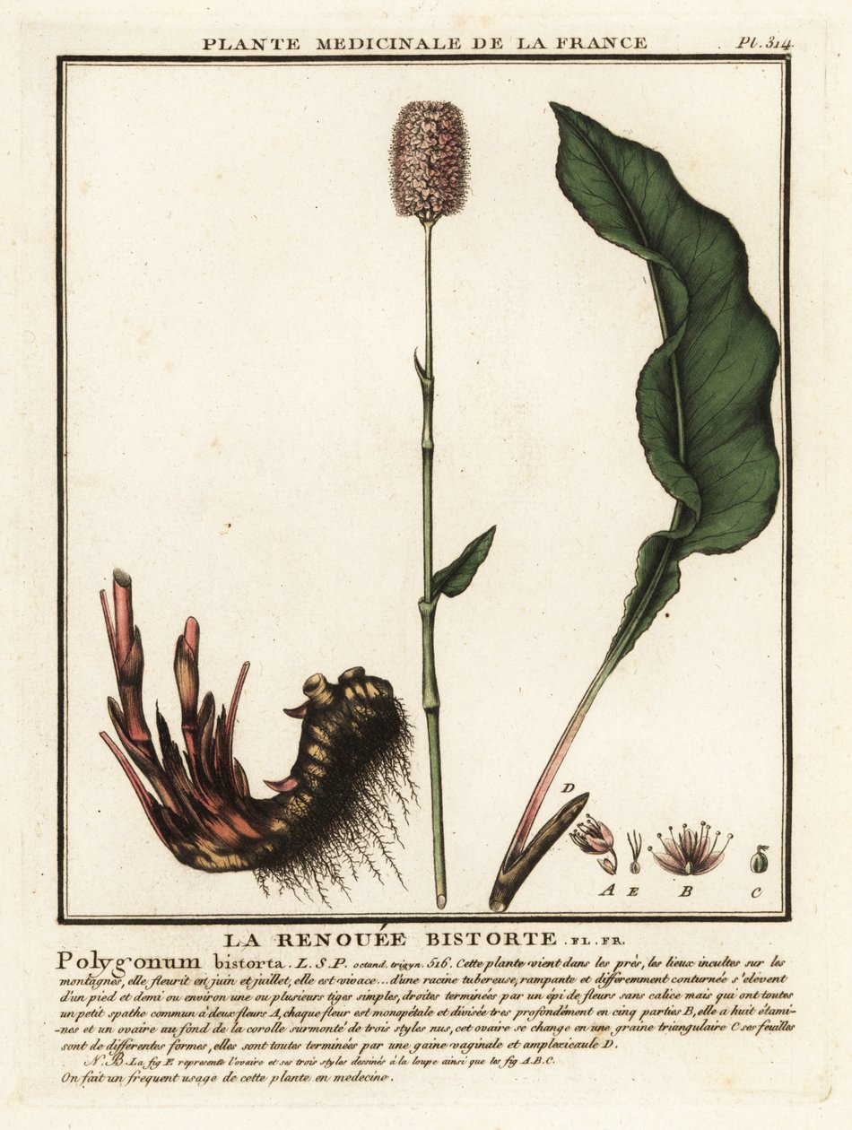 一般的なビストルト、Persicaria bistorta。 作： 無名の画家