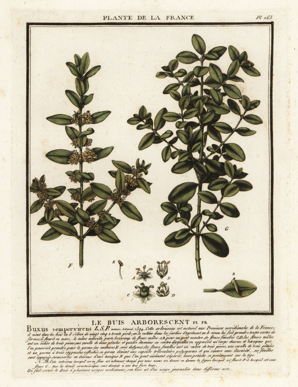 共通ボックス、Buxus sempervirens。 作： 無名の画家
