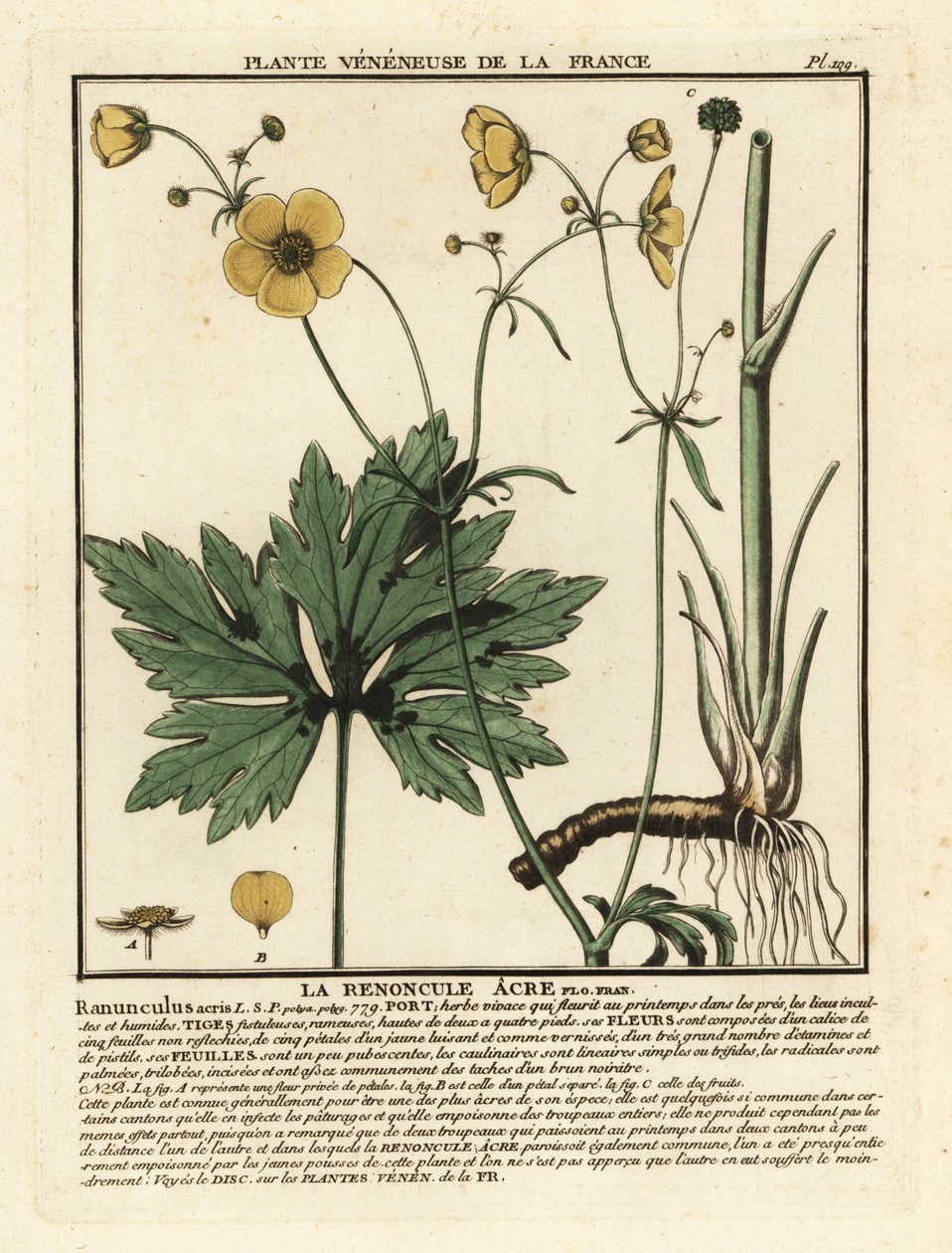 一般的なキンポウゲ、Rananculus acris。 作： 無名の画家